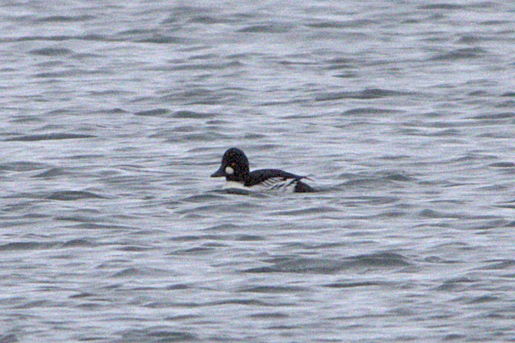 Гоголь зеленоголовий - ML645843981