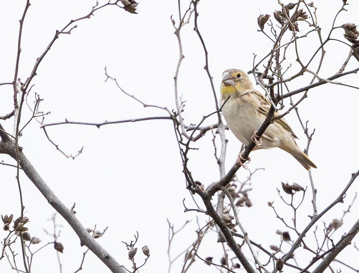 Посвірж еквадорський - ML645843982