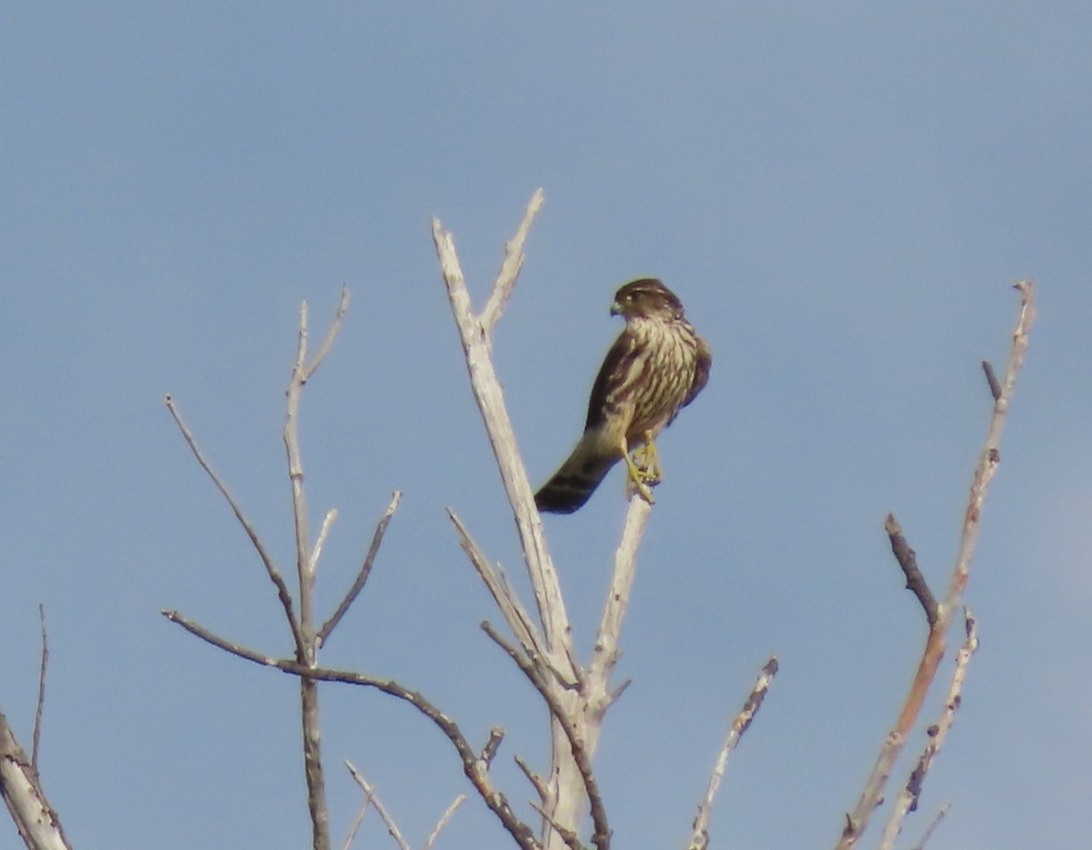 Підсоколик малий - ML645843983