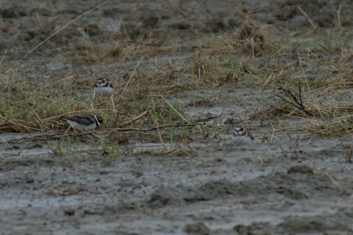 Пісочник великий - ML645843984