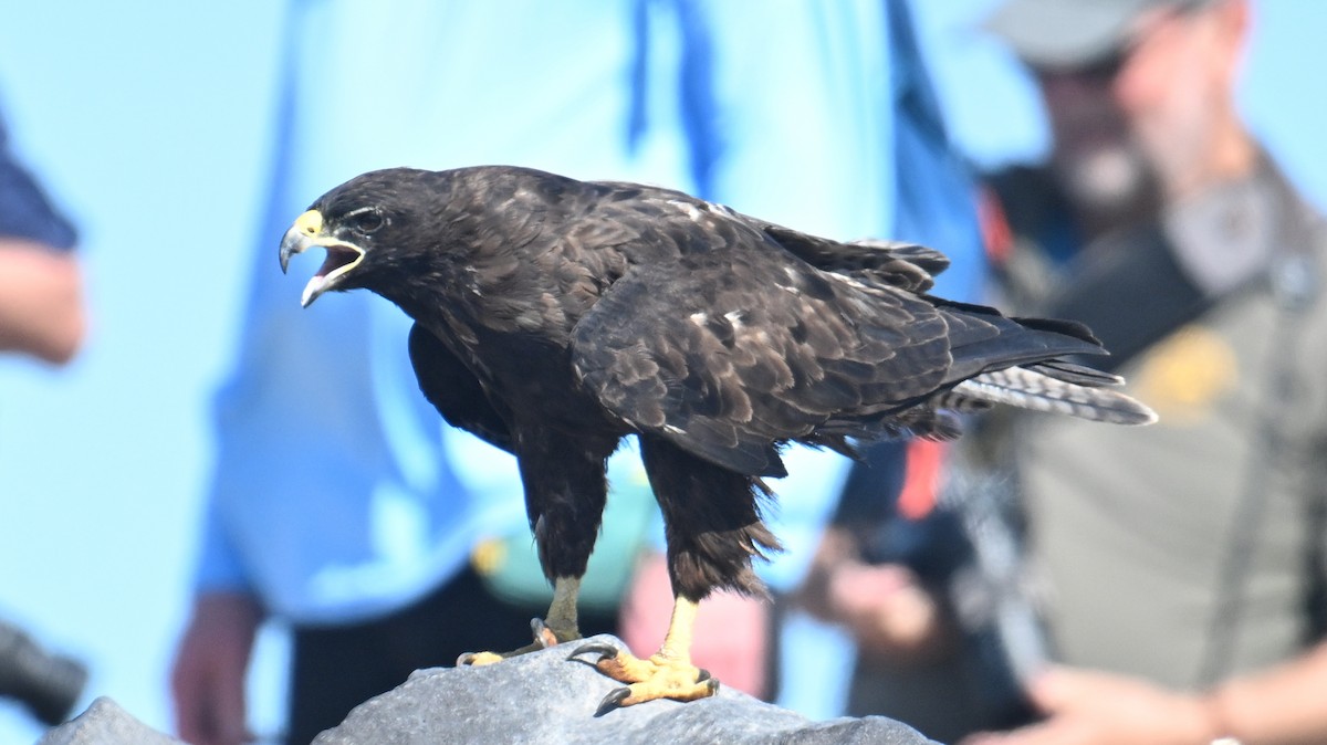 Канюк галапагоський - ML645843986