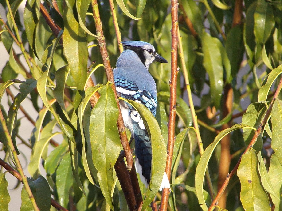 Blue Jay - ML645843988