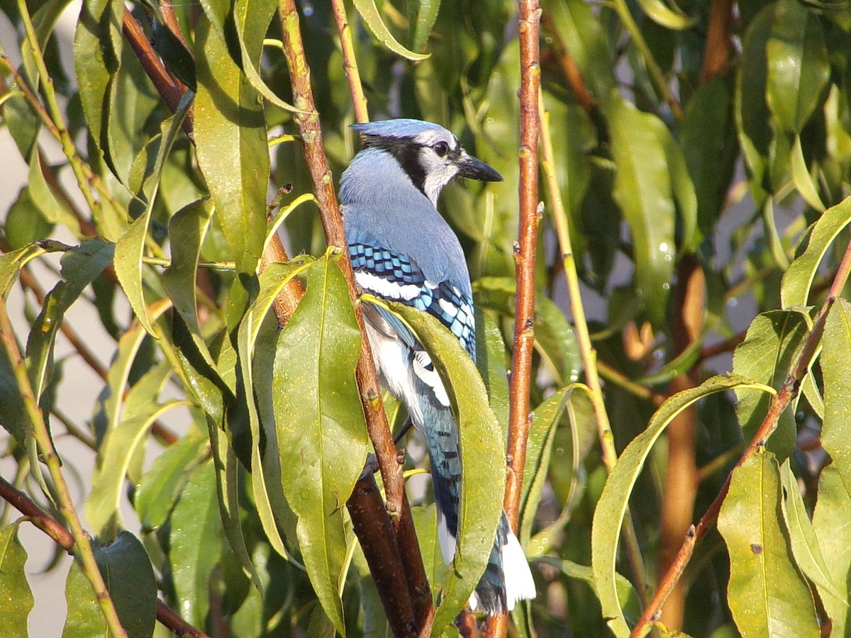 Blue Jay - ML645843989