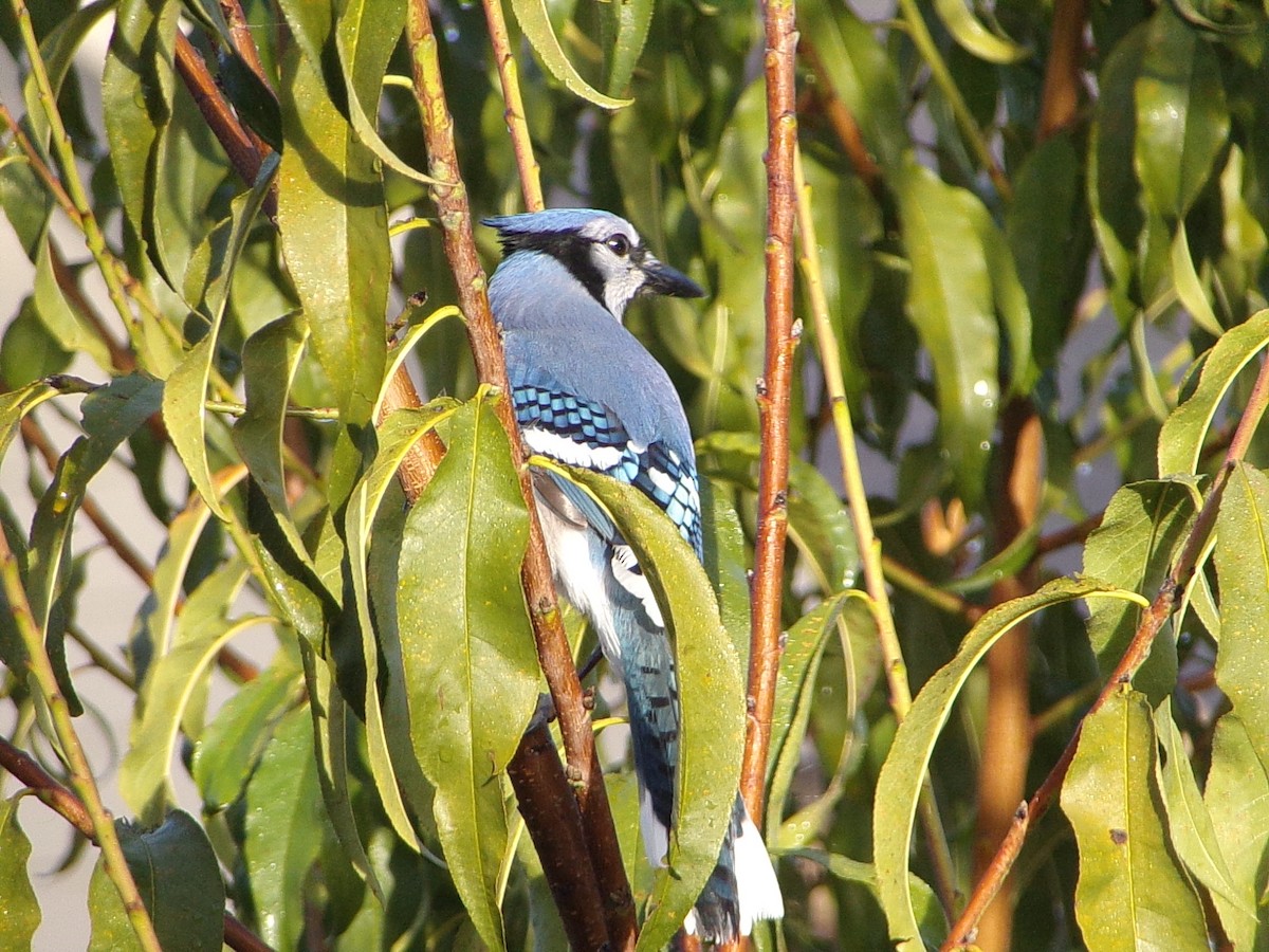 Blue Jay - ML645843990