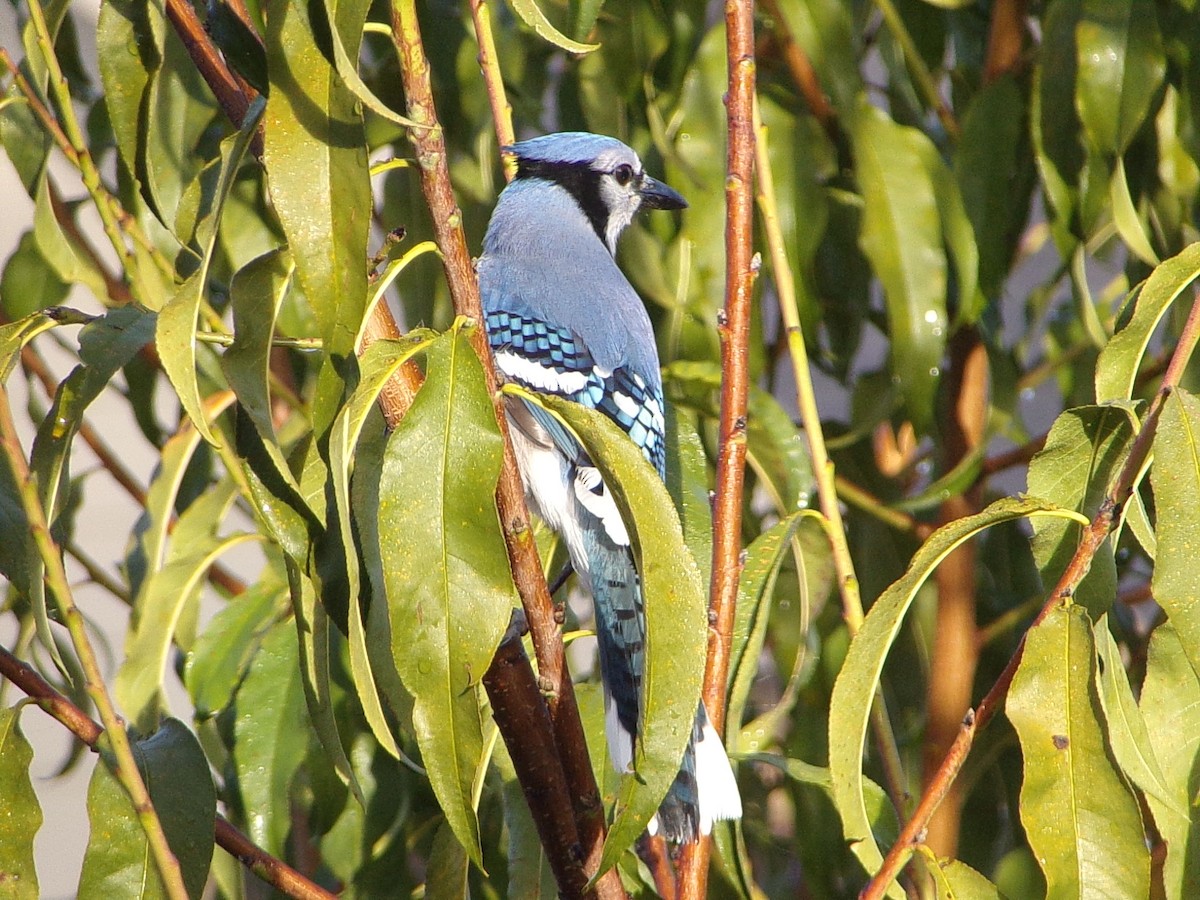 Blue Jay - ML645843991