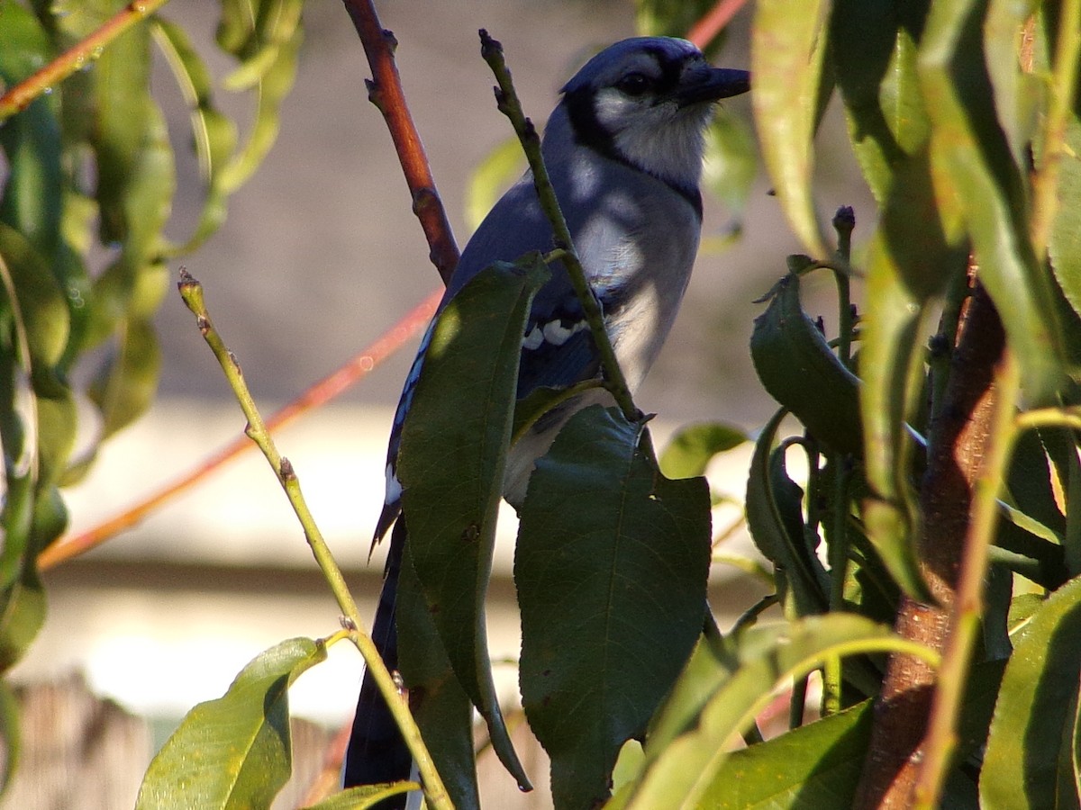 Blue Jay - ML645843992