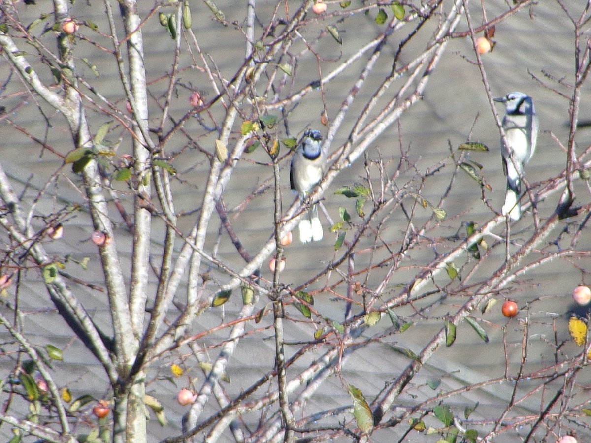 Blue Jay - ML645843993