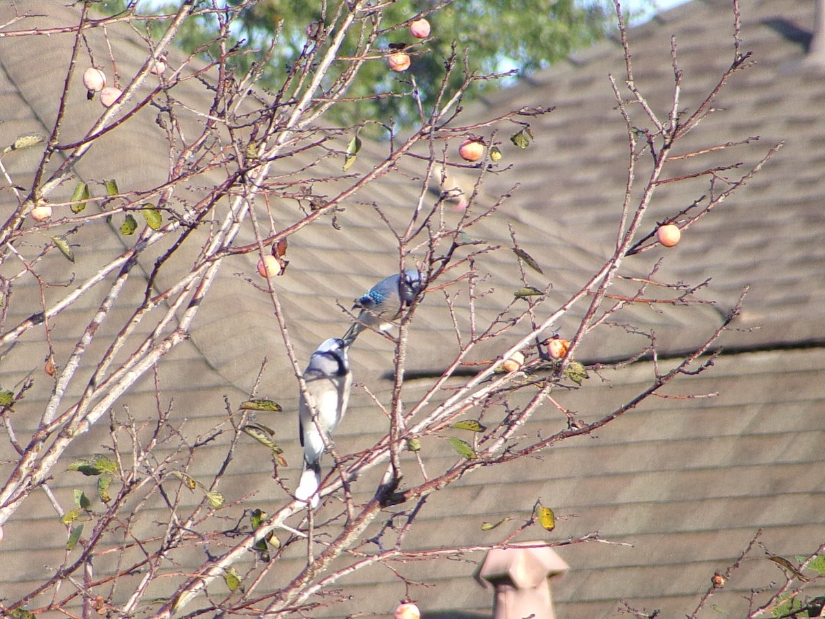Blue Jay - ML645843994