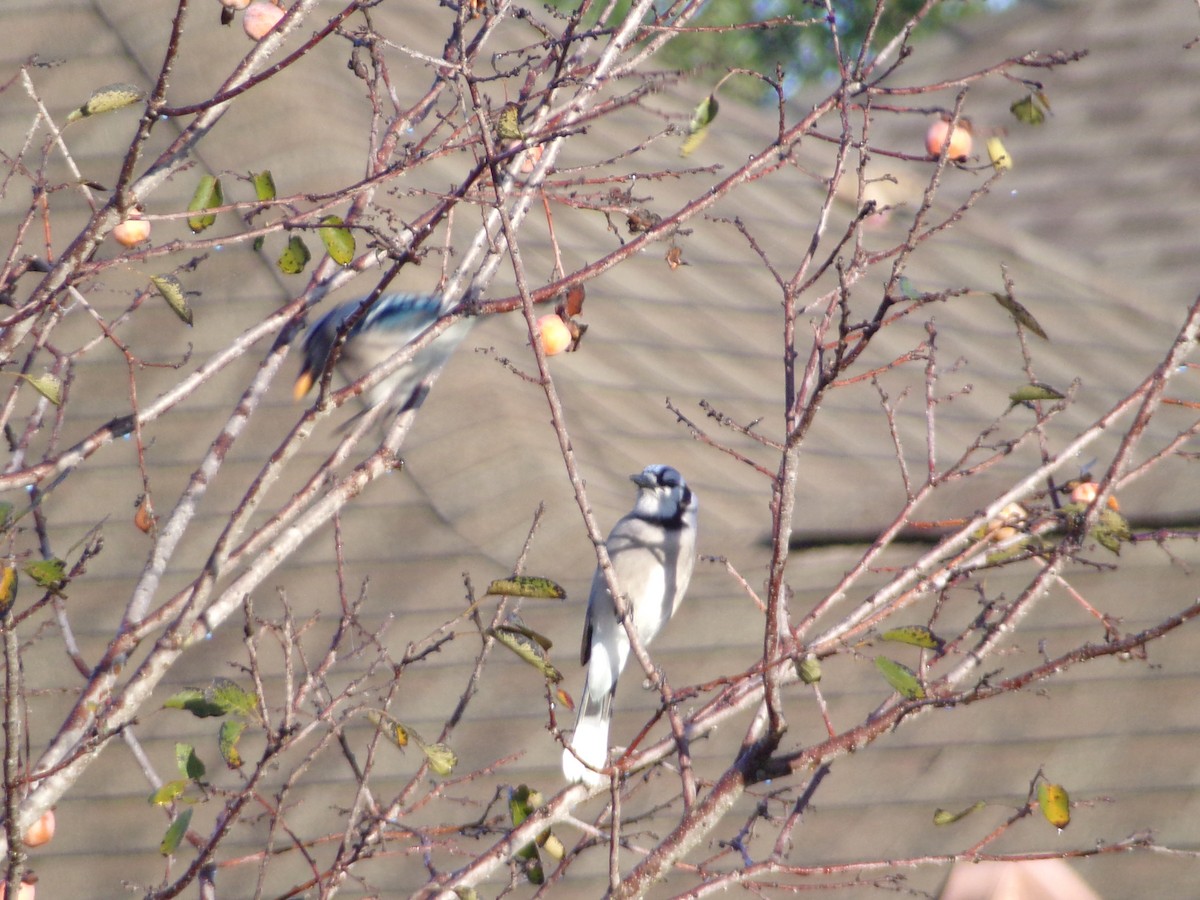 Blue Jay - ML645843995