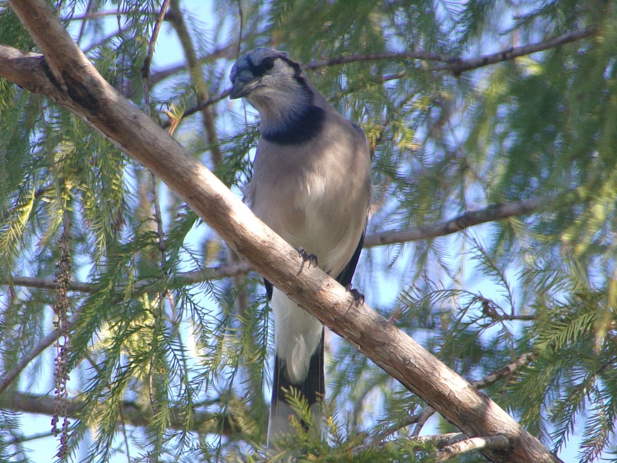 Blue Jay - ML645843996