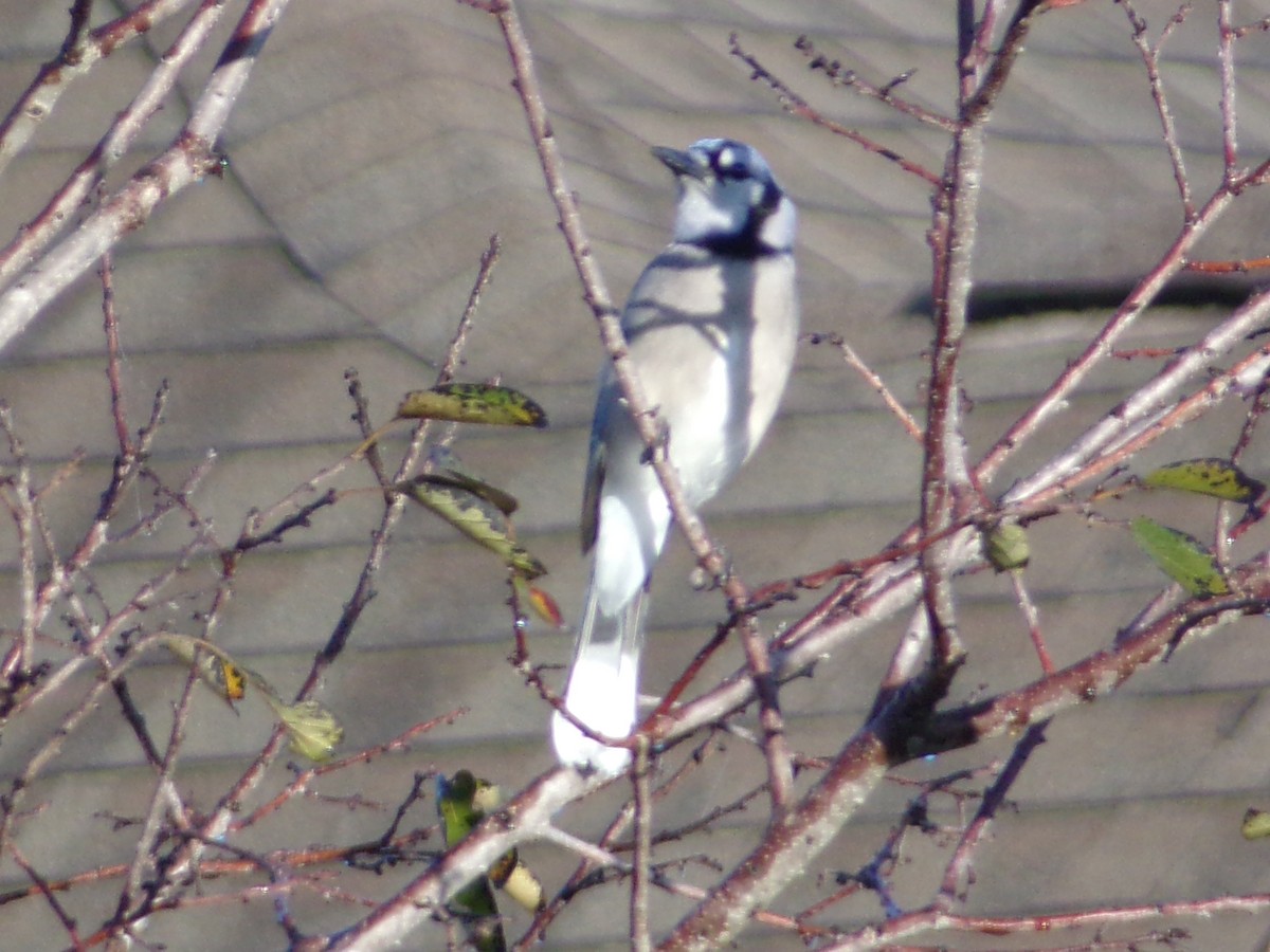 Blue Jay - ML645843997