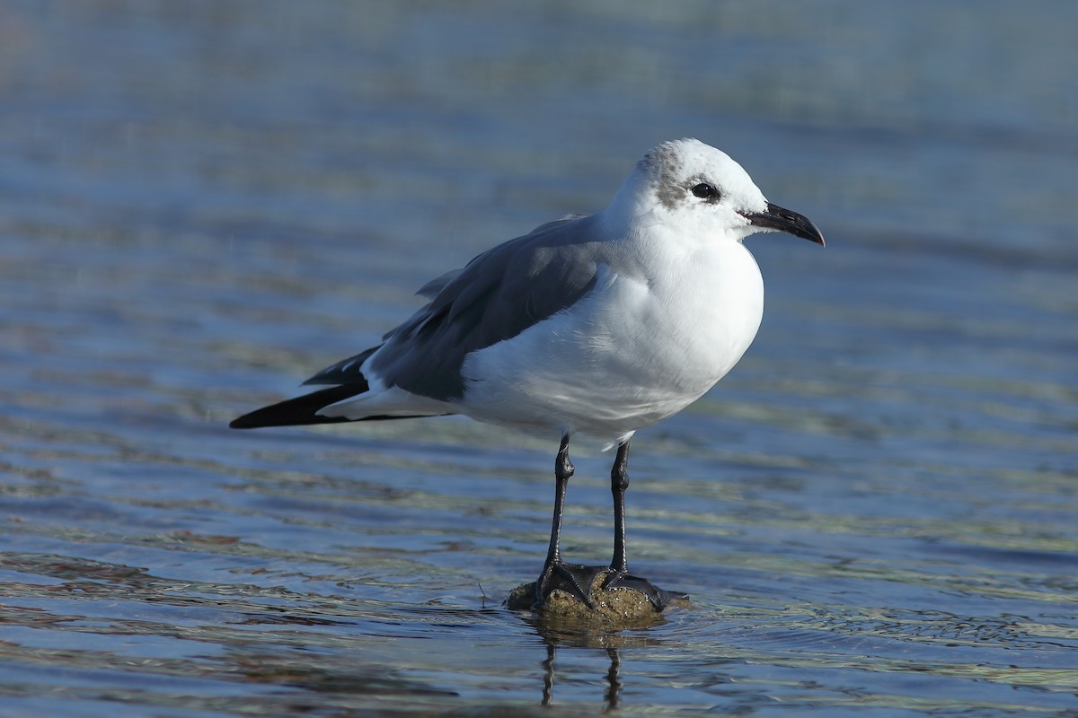 Gabbiano sghignazzante - ML645843999