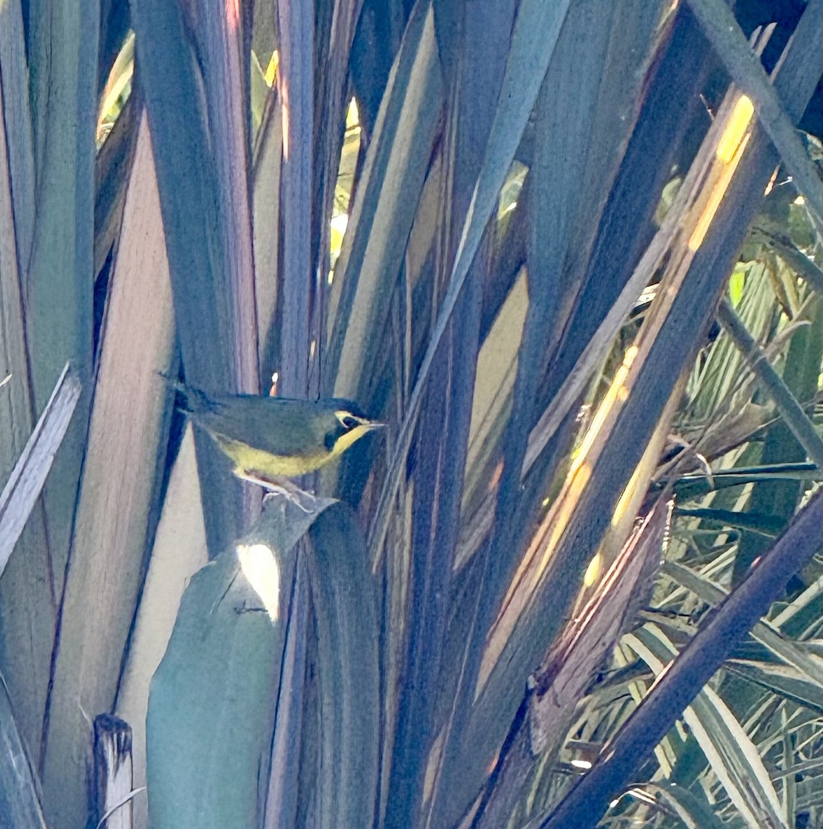 Kentucky Warbler - ML645844000