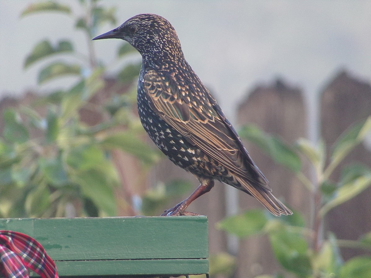 European Starling - ML645844004