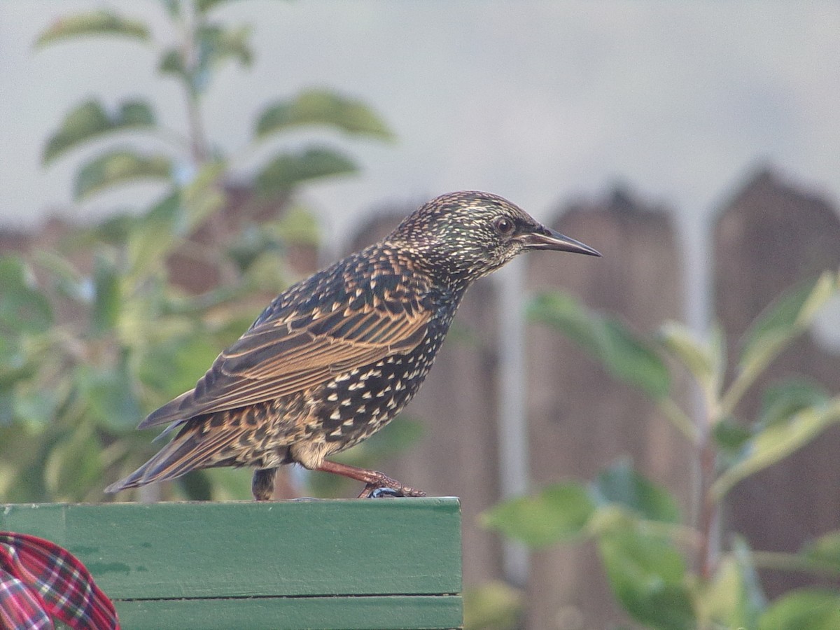 European Starling - ML645844005