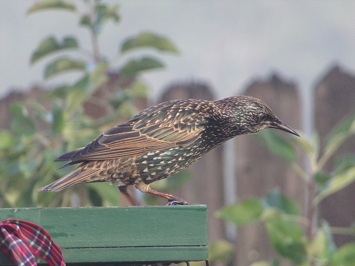 European Starling - ML645844007