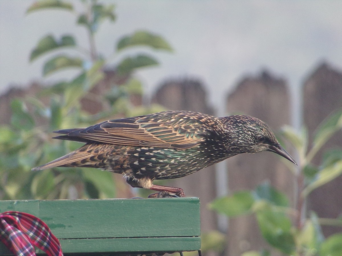European Starling - ML645844008