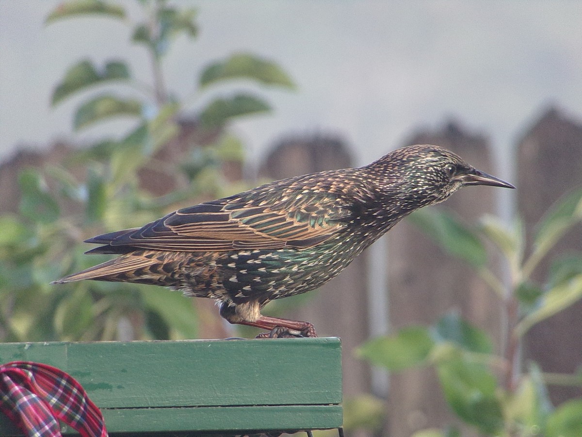 European Starling - ML645844009