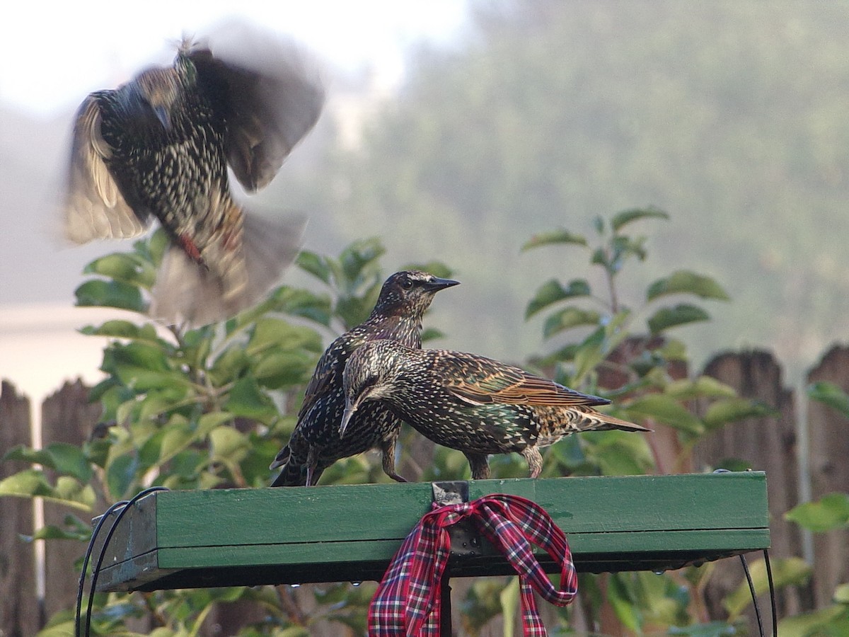 European Starling - ML645844010