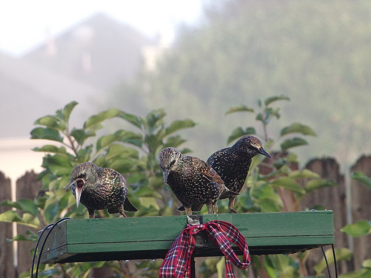 European Starling - ML645844011