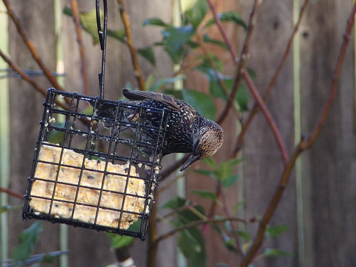 European Starling - ML645844015