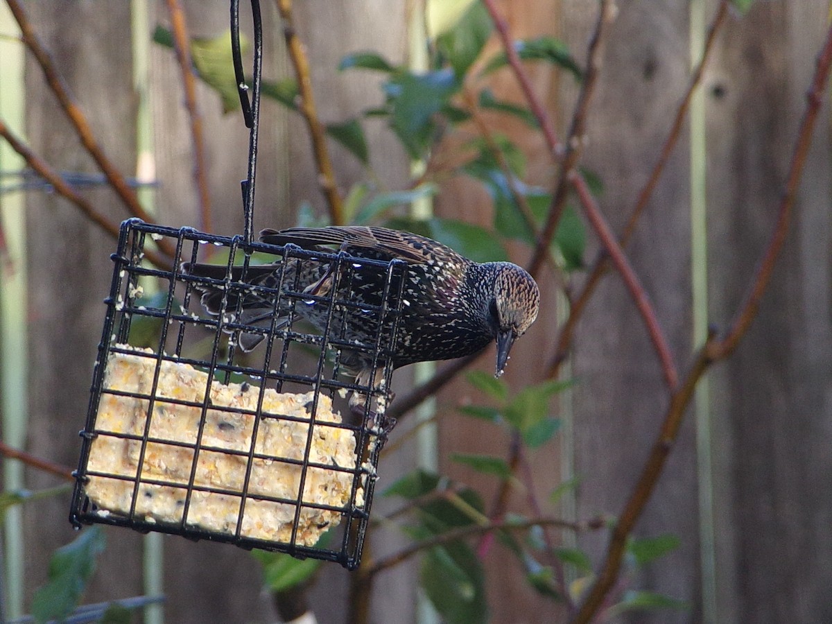 European Starling - ML645844016