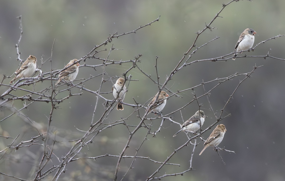 Chestnut-throated Seedeater - ML645844018