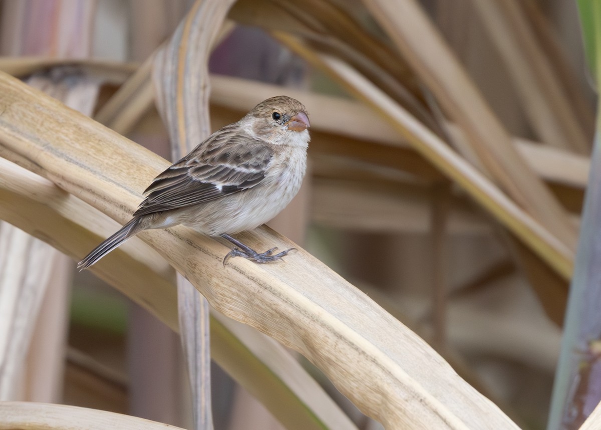 Chestnut-throated Seedeater - ML645844019