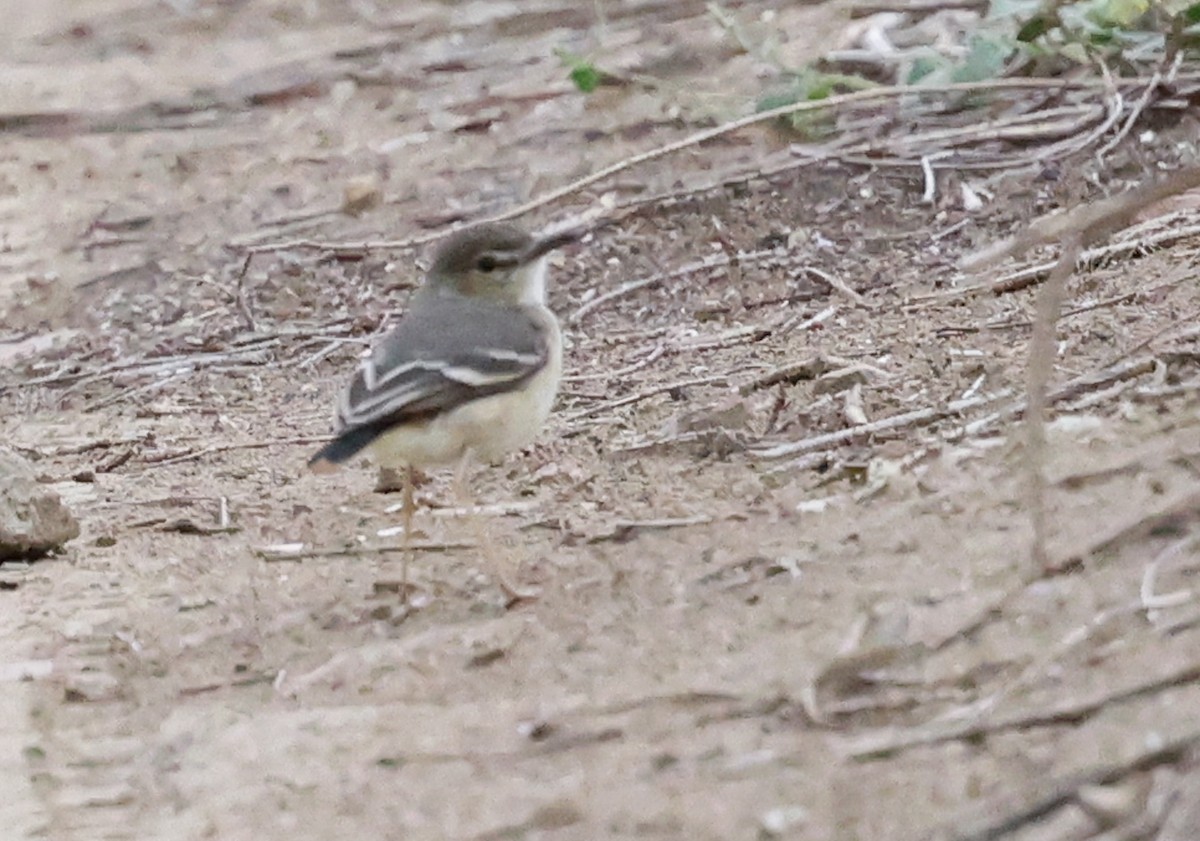 Short-tailed Field Tyrant - ML645844032