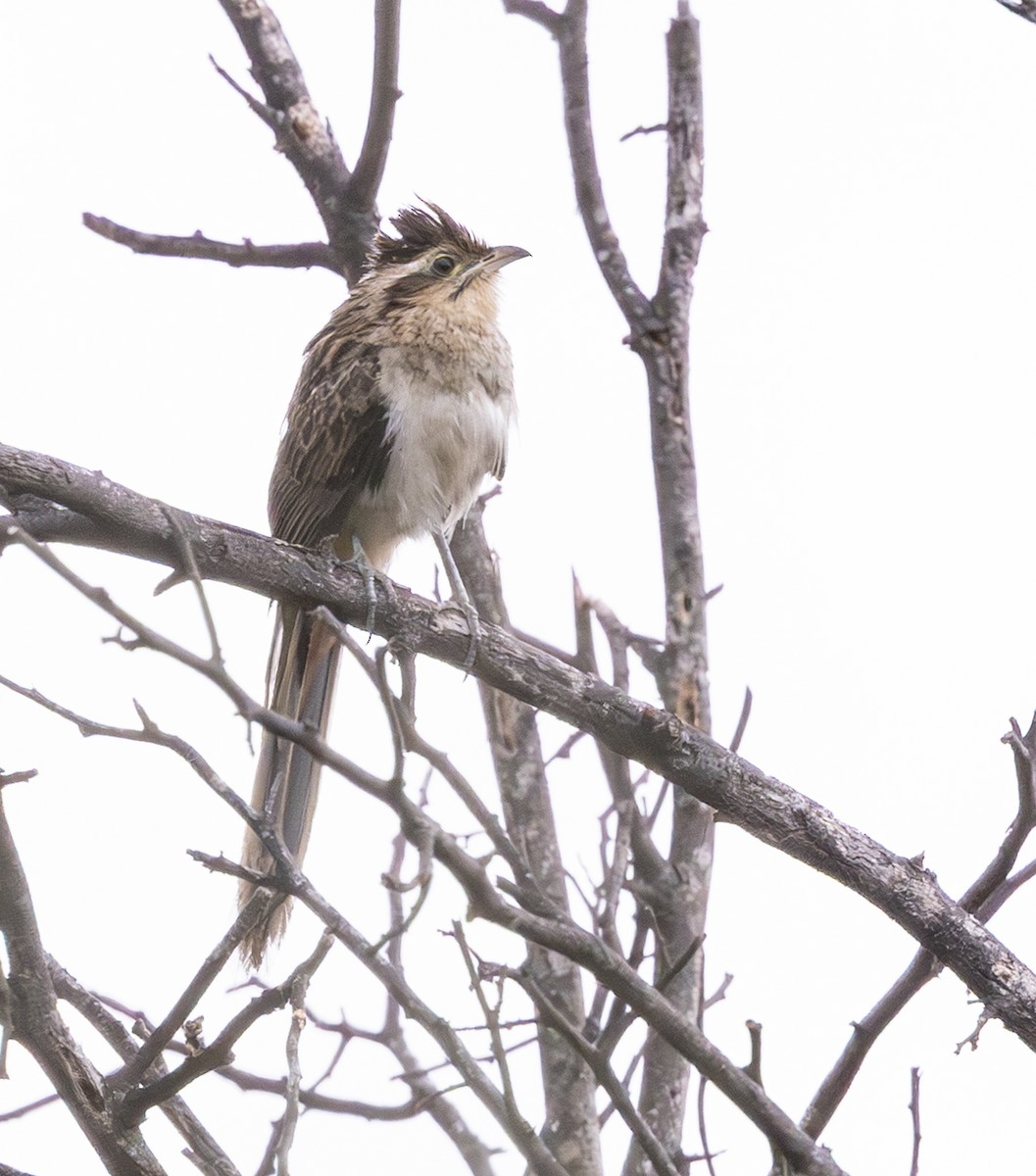 Striped Cuckoo - ML645844036