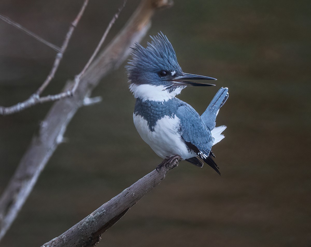 rybařík pruhoprsý - ML645844045