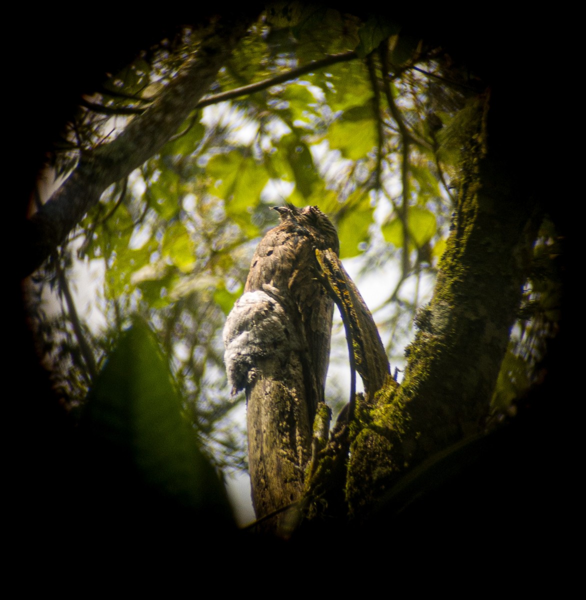 Common Potoo - ML645844048