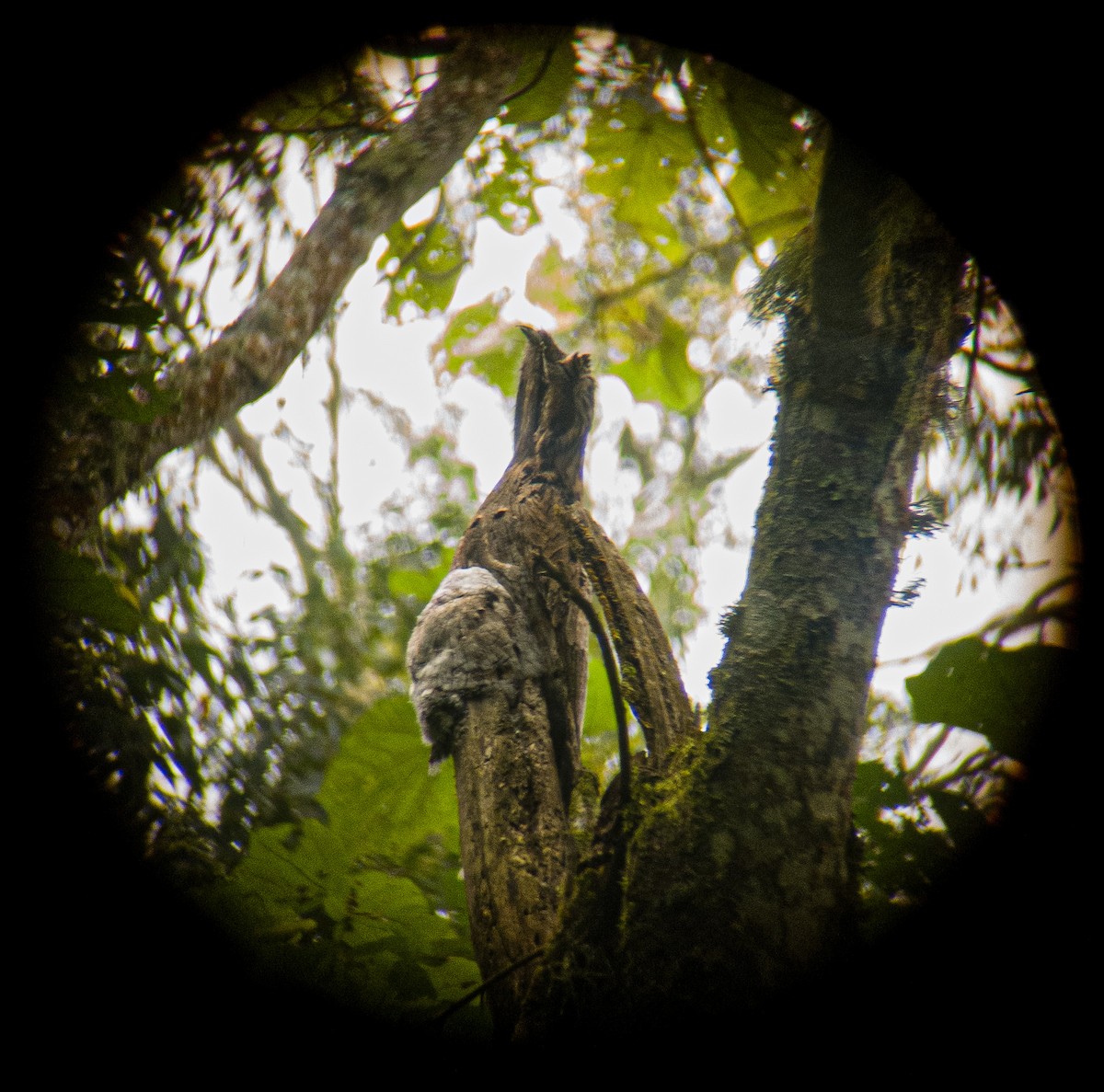 Common Potoo - ML645844049