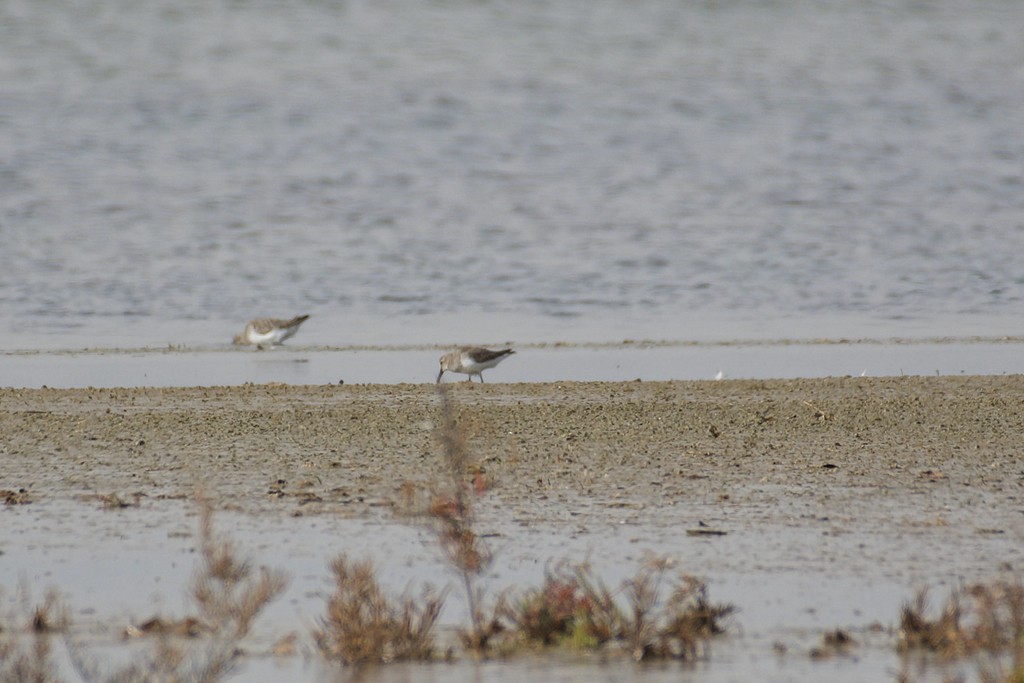 黑腹濱鷸 - ML645844051