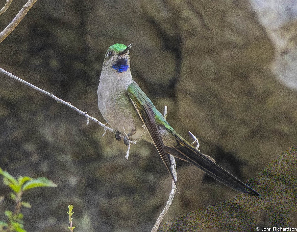 Gray-bellied Comet - ML645844053