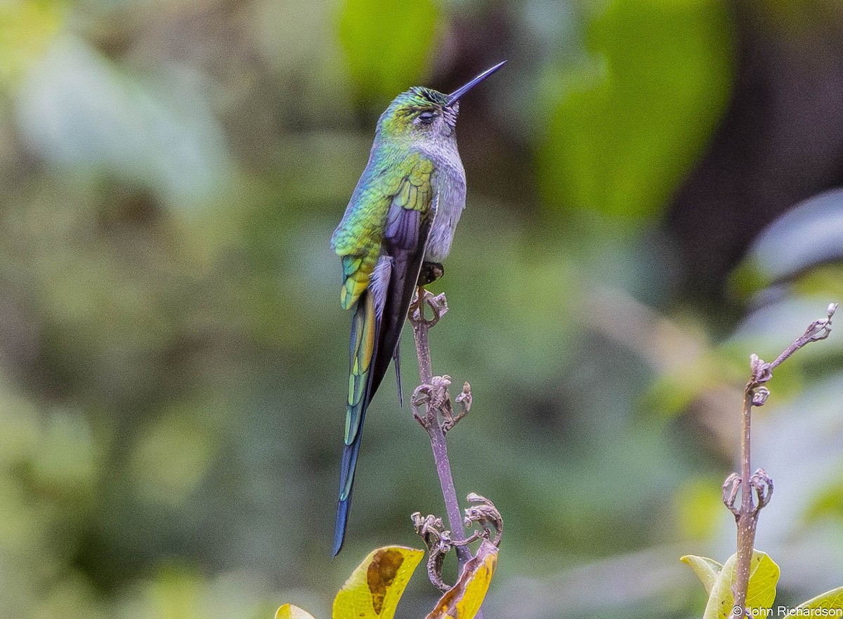 Gray-bellied Comet - ML645844054