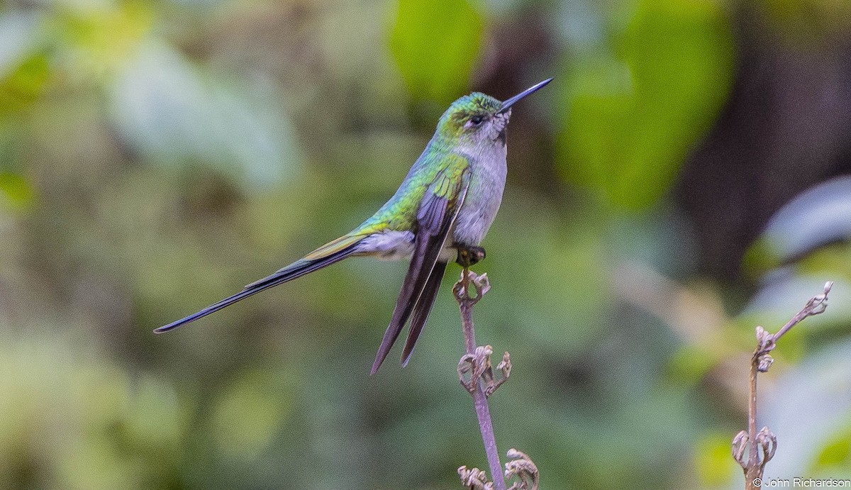 Gray-bellied Comet - ML645844057