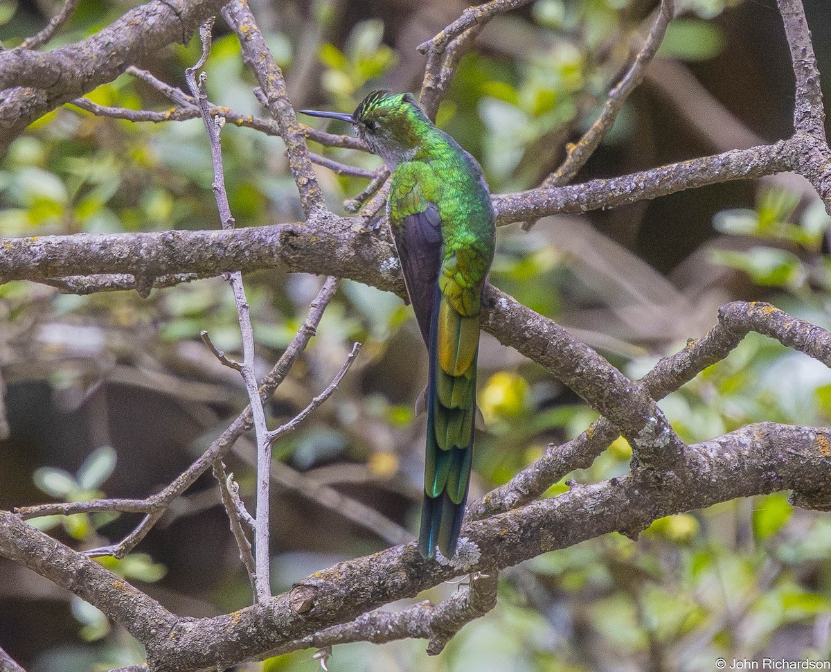 Gray-bellied Comet - ML645844058
