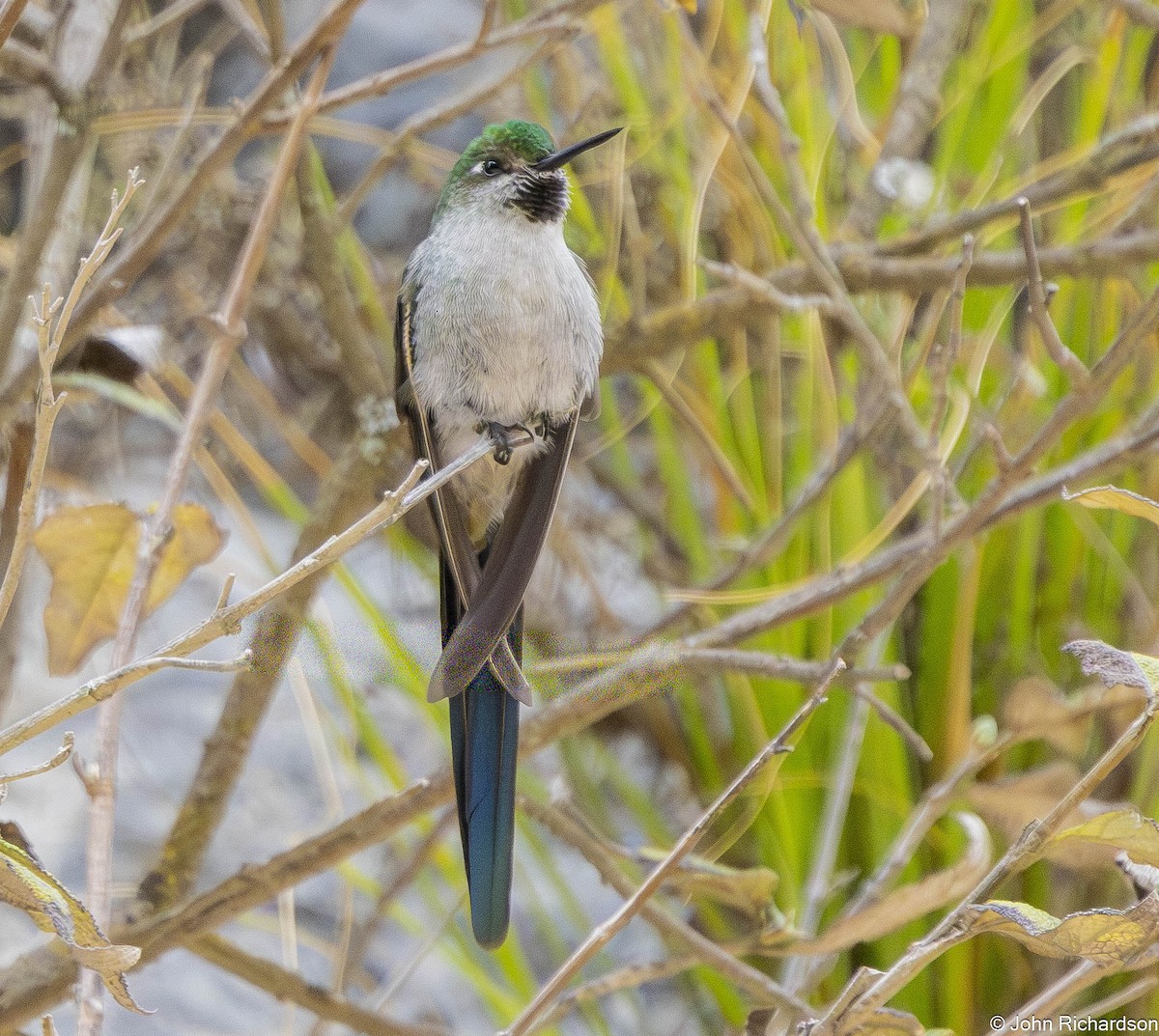Gray-bellied Comet - ML645844060
