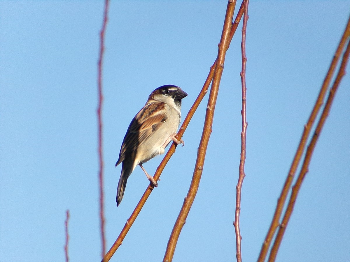 家麻雀 - ML645844070