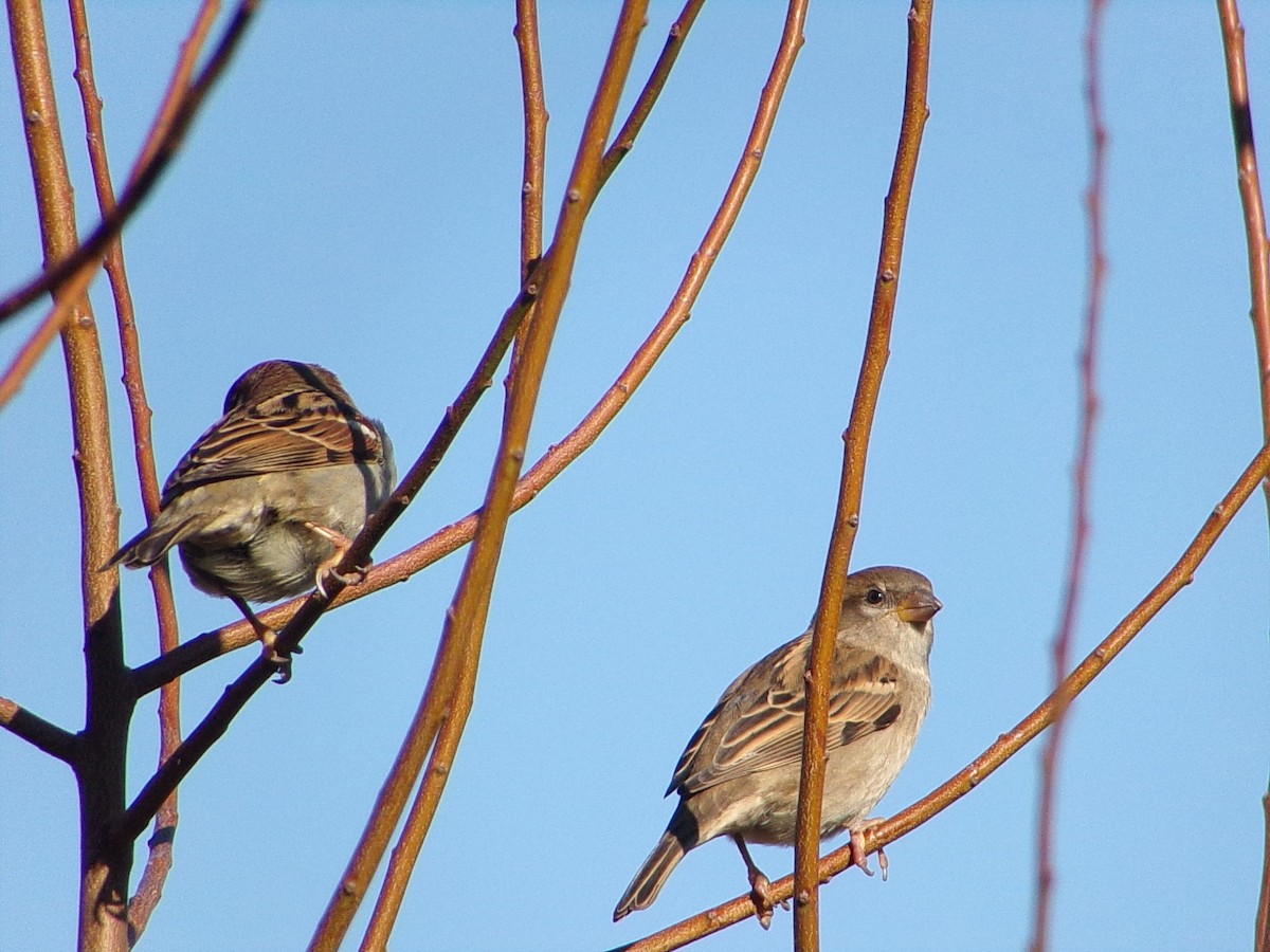 家麻雀 - ML645844072