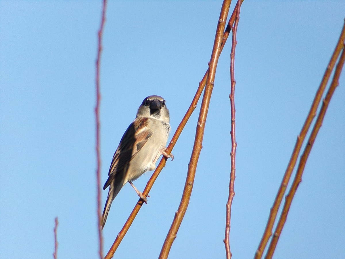 家麻雀 - ML645844073