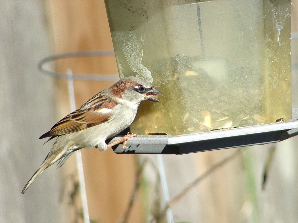 家麻雀 - ML645844074