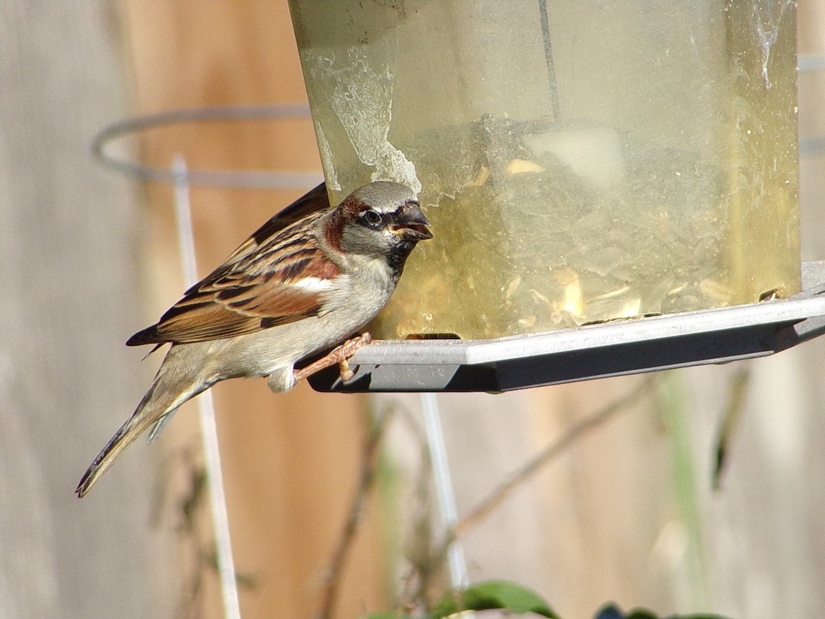 家麻雀 - ML645844076