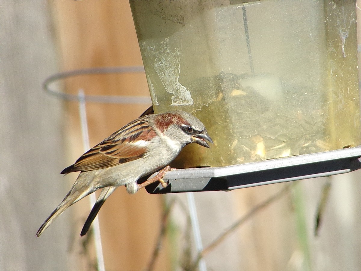 家麻雀 - ML645844077