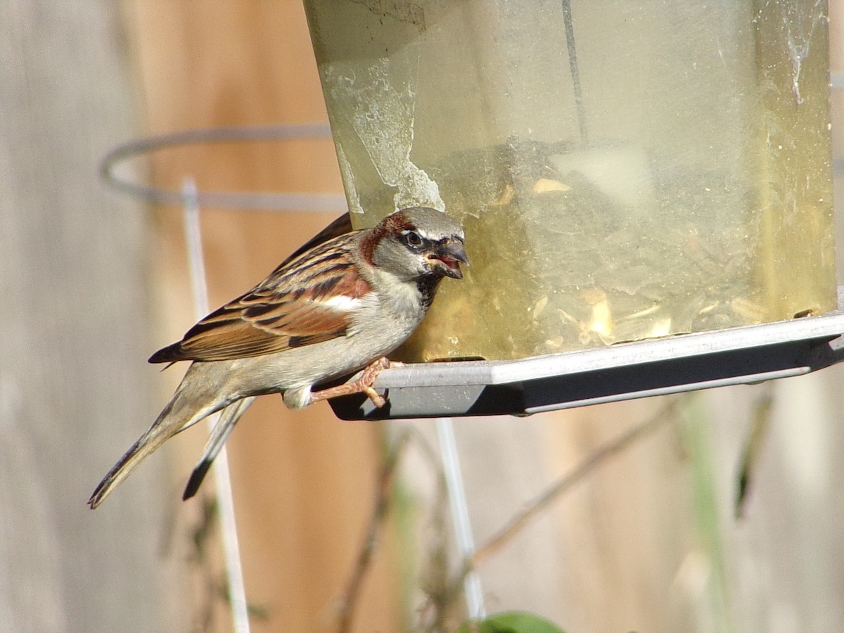 家麻雀 - ML645844079