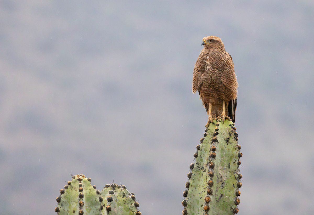 Savanna Hawk - ML645844080