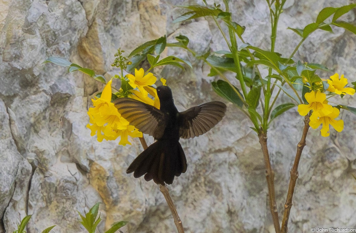 Black Metaltail - ML645844087