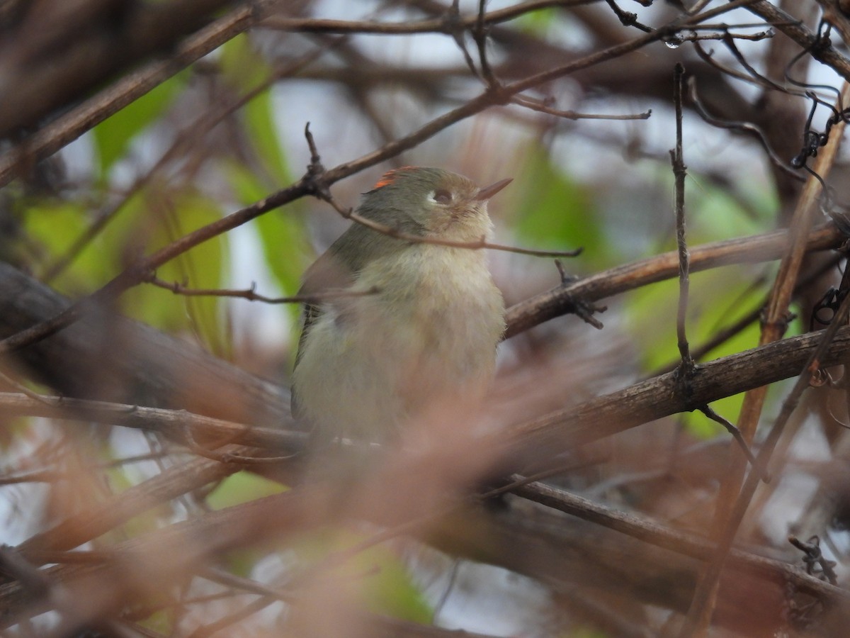 Ruby-crowned Kinglet - ML645844088