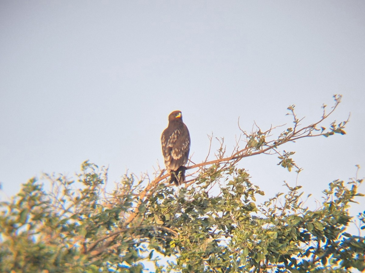 Greater Spotted Eagle - ML645844089